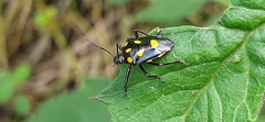 Oplomus salamandra