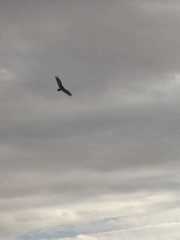 Cathartes aura