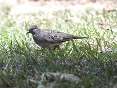 Geopelia striata