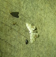Dysaethria plicata
