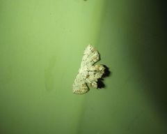 Dysaethria plicata