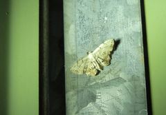 Dysaethria plicata