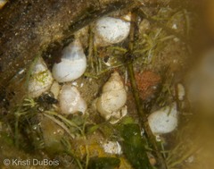 Bithynia tentaculata