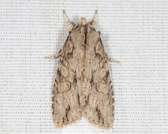 Lithophane disposita