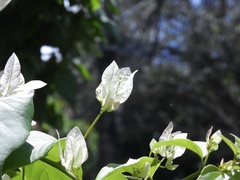 Bougainvillea