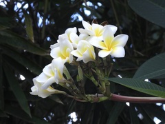 Plumeria rubra