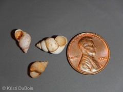 Bithynia tentaculata