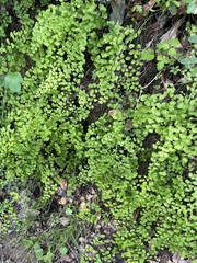 Adiantum jordanii image