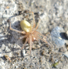 Corinnoidea