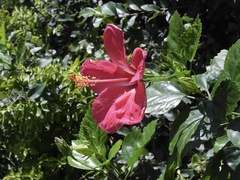 Hibiscus rosa-sinensis