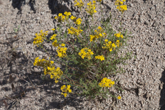 Hypericum scabrum
