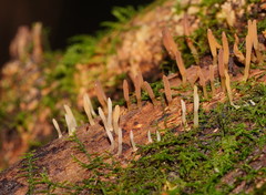 Calocera fusca
