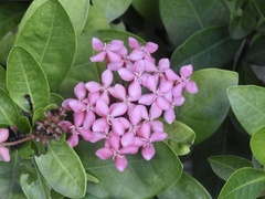 Ixora coccinea