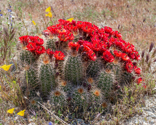 Echinocereus bakeri