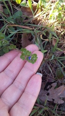 Veronica triloba