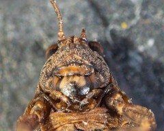 Paratettix argillaceus