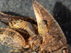 Paratettix argillaceus