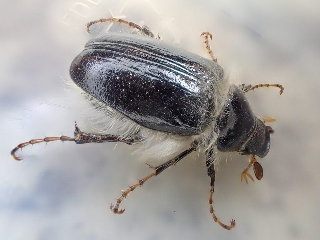 Phobetus palpalis