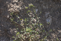 Ziziphora pedicellata