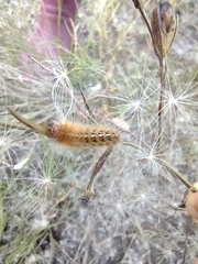 Paracles deserticola