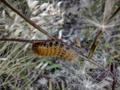 Paracles deserticola