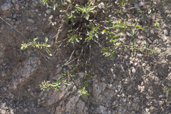 Ziziphora pedicellata