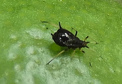 Toxoptera