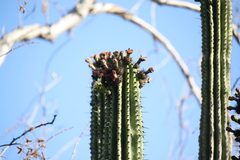 Stenocereus martinezii