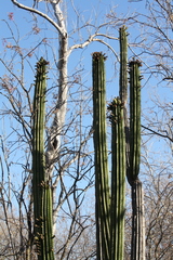 Stenocereus martinezii