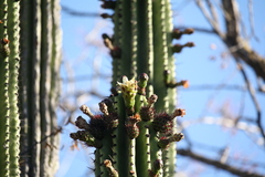 Stenocereus martinezii