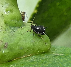 Toxoptera