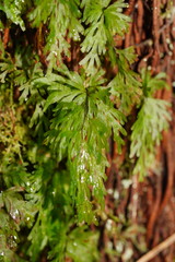 Hymenophyllum flabellatum image