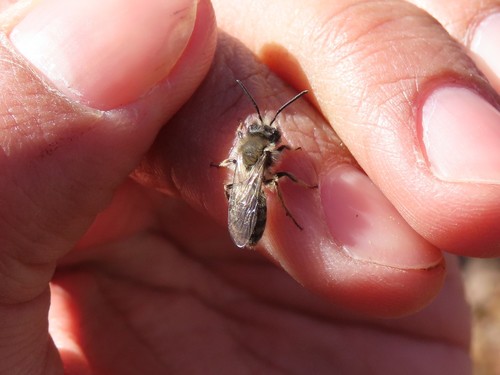 Clark's Mining Bee photo 5
