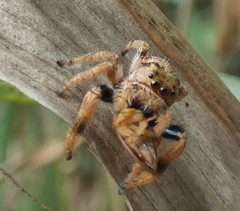 Parnaenus