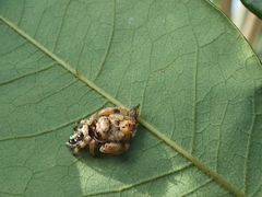Parnaenus