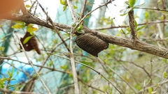 Hierodula patellifera patellifera