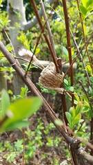 Tenodera sinensis