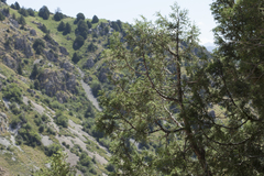 Juniperus seravschanica