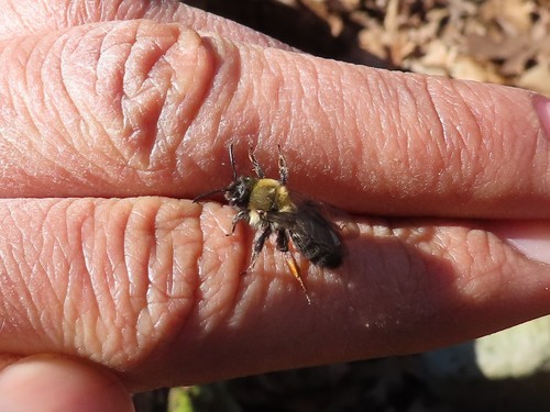 Clark's Mining Bee photo 3