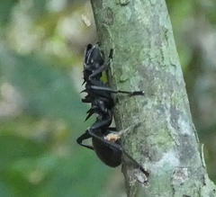 Cephalotes atratus
