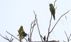 Eupsittula canicularis