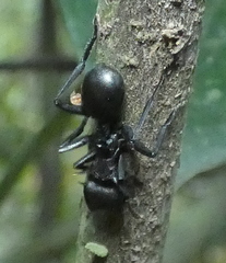 Cephalotes atratus