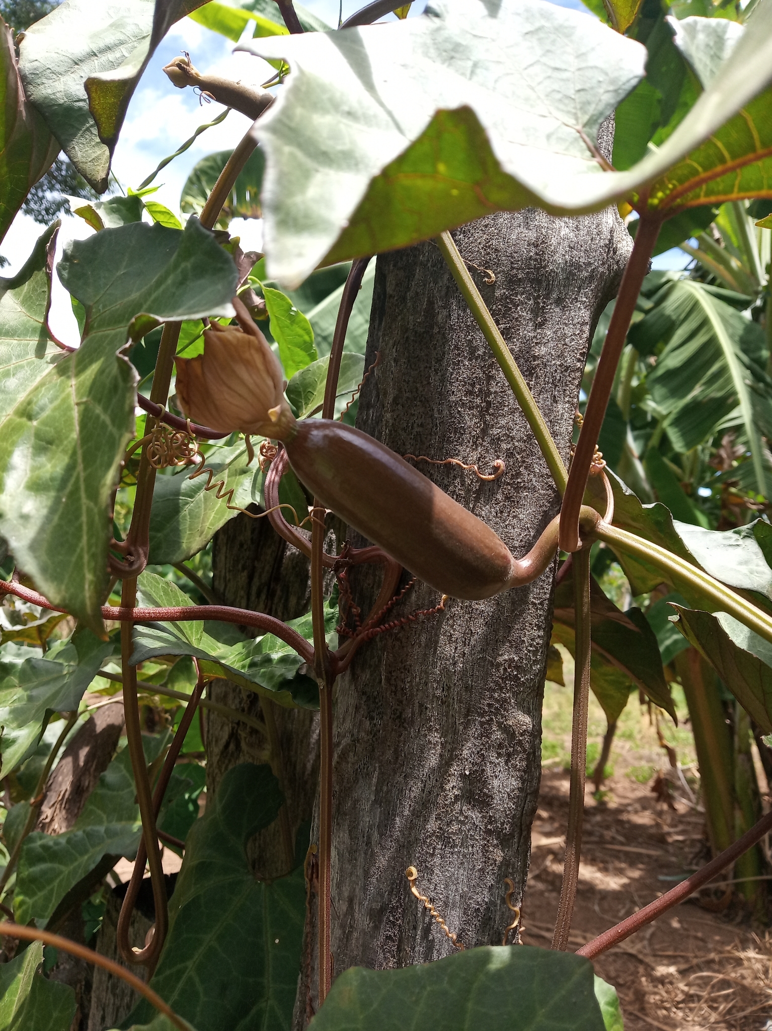 Sicana odorifera