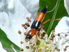 Languria trifasciata