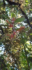 Columnea schiedeana