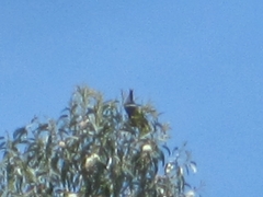 Patagioenas fasciata