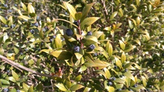 Myrtus communis