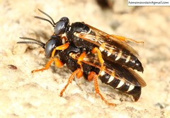 Palarus variegatus varius