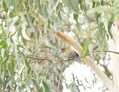 Platycercus elegans elegans