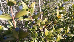 Myrtus communis